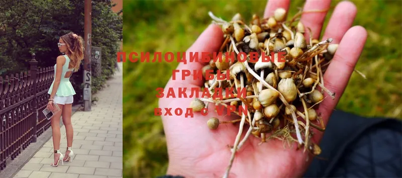 Псилоцибиновые грибы Psilocybe  наркота  Апрелевка 